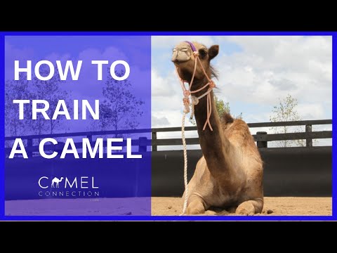 Como treinar um camelo