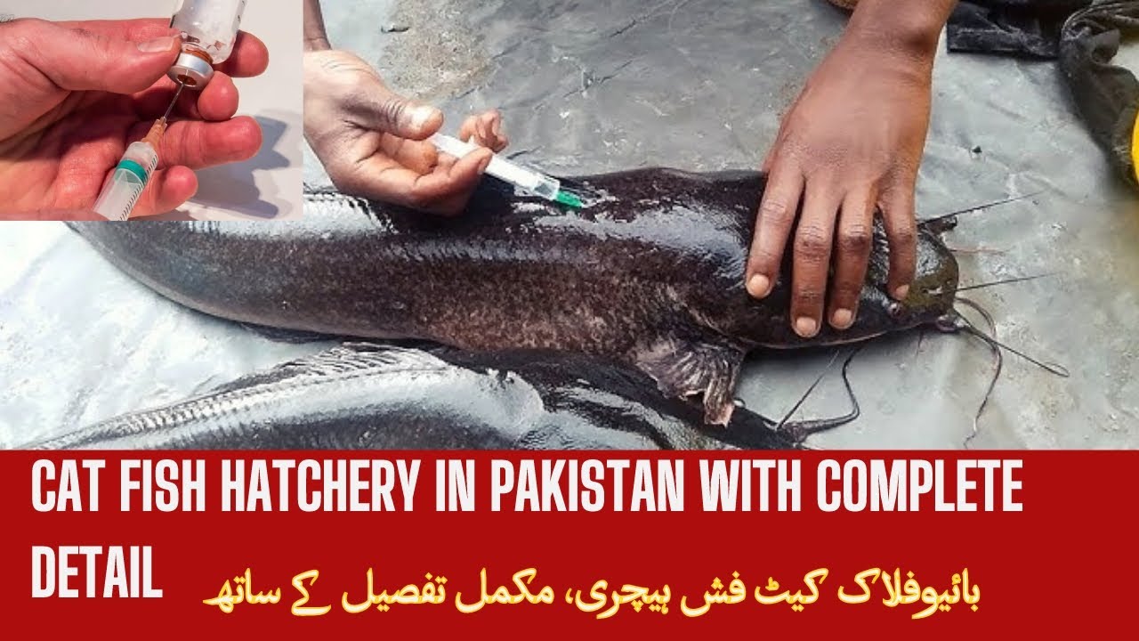 Cat Fish Hatchery Details in UrduHow to hatch Catfish Cat Fish