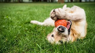 Poor air quality is harmful for your pets, too. Here's how to help: