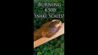 Burning 4,500 Snake Scales! #shorts
