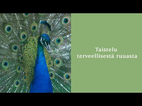 Video: Taistelu Karhua Puutarhassa