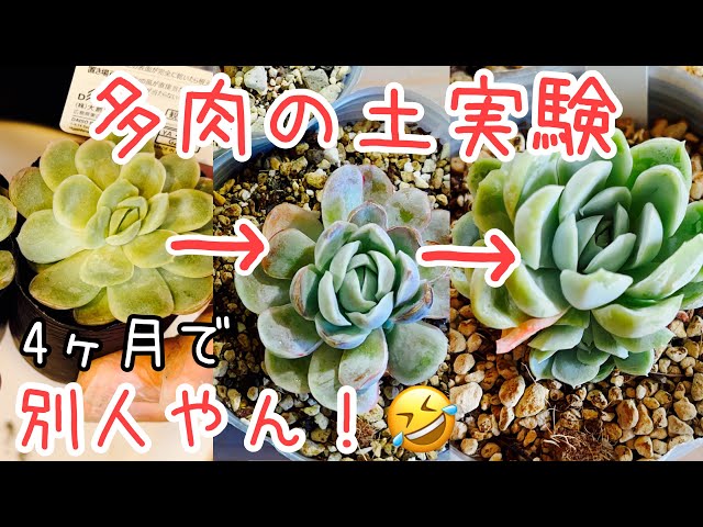 多肉植物 土の実験 鹿沼 市販 自家製で育て比べの真っ最中 Youtube