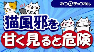 猫風邪の症状・治療と予防の方法、またどんな猫が重症化になりやすいのか徹底解説