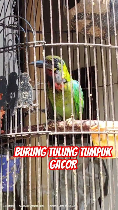 burung tulung tumpuk gacor #shortsviral