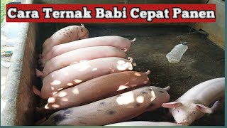 Cara Ternak Babi Cepat Panen by Harry Saputra channel 21,056 views 1 year ago 11 minutes, 38 seconds