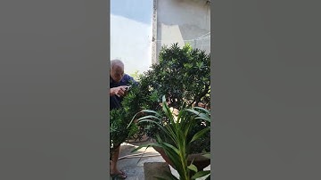 Cắt tỉa cây tùng La Hán bonsai dáng bay cực đỉnh #shortvideo #anhducbonsai #caycanh #shorts