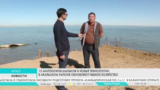 12 миллионов мальков и новые технологии: В Аральском районе обновляют рыбное хозяйство
