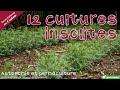 12 légumes/aromatiques insolites - Autonomie et permaculture avec David