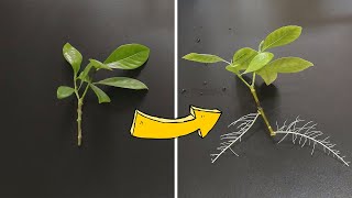 How to Grow Gardenia From Cuttings (33 days Time Lapse )