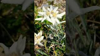 Download Lagu Edelweiss #switzerland #edelweiss #berneroberland MP3