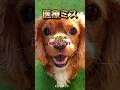 愛犬・愛猫の命を守る為に飼い主にできる事|心臓病 ペット 医療ミス