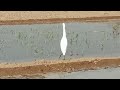 how to great egret bird sound. cattle egret white heron