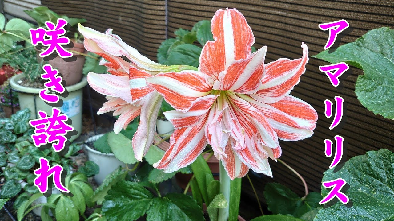 アマリリス もみじ葉ゼラニューム開花 Youtube アマリリス もみじ葉ゼラニューム開花 Youtube