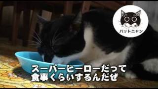 NPO法人ねこ家ビデオその３