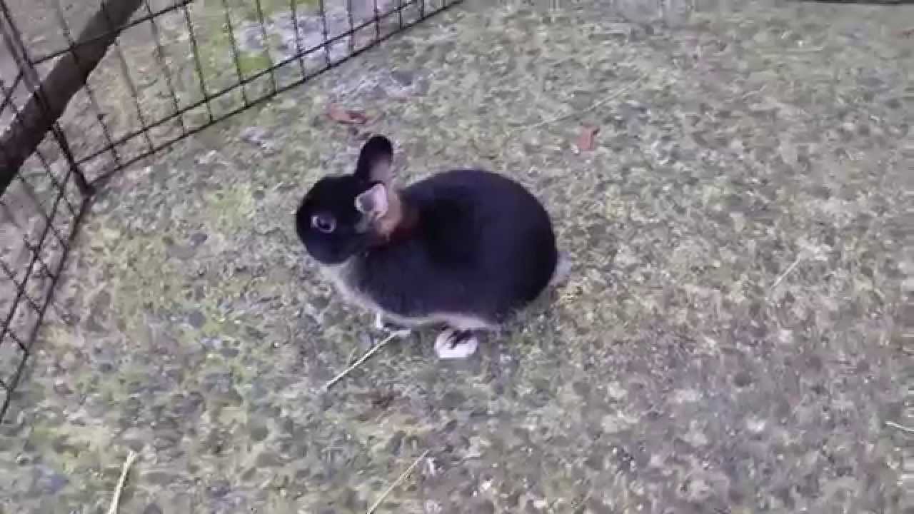 black otter netherland dwarf rabbit