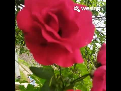 Sekuntum Mawar Merah YouTube Sekuntum Mawar Merah YouTube