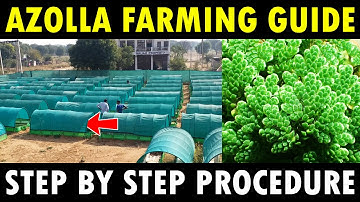 Azolla Farming / Azolla Cultivation | How to grow Azolla in HDPE Pond