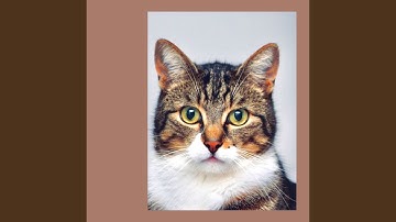 Subdued Backdrops for Sleeping Kittens