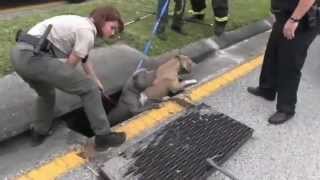 Video Police Officer Finds And Rescues 3 Pit Bulls Huddled In Storm Drain