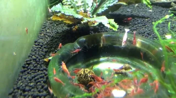 How to Breed Shrimp: Food Type and How Often - DayDayNews