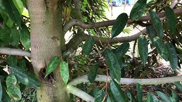 Sầu riêng đang làm cơi đọt có nên cắt tỉa nhánh bơi? 0939.051.123