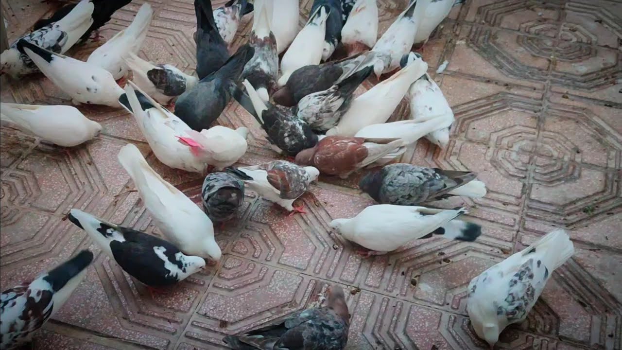 کبوتر پرشی کبوتر نقش_پاجفتی‌ها و پروازی سرافراز