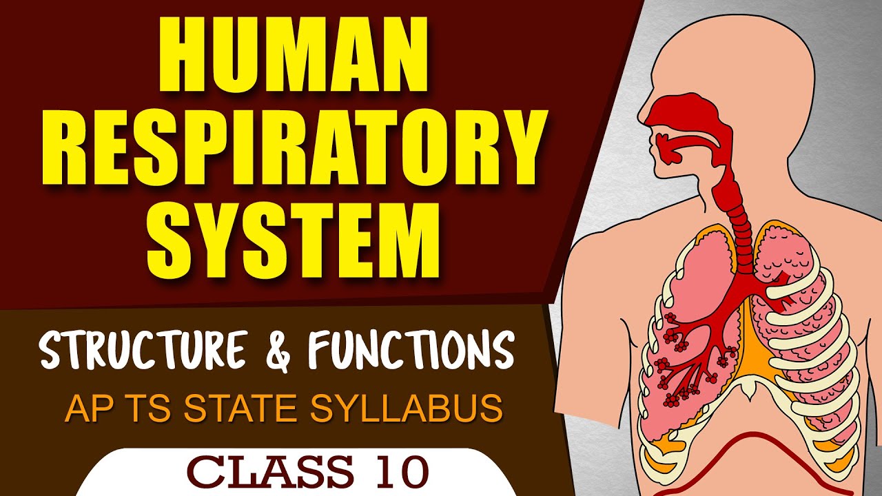 Human respiratory system in english class 10th biology telugu medium