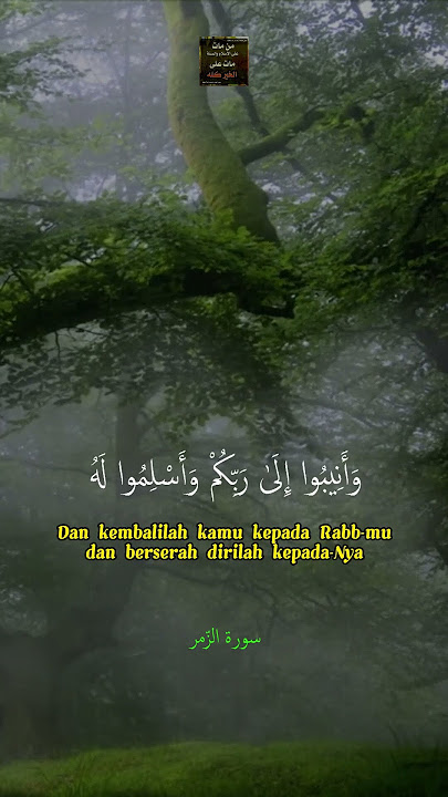 SURAH AZ ZUMAR 53-55 - ISMAIL ANNURI  #alquran #shortsvideo #shortsfeed