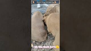 #WorldStrayAnimalsDay, let’s spread awareness and kindness towards our furry friends on the streets