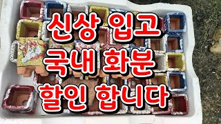 신세대다육 010 4105 9117 💕 신상 국내화분 입고💕할인합니다