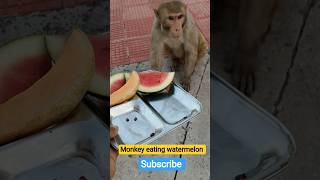 #Bezuwaan#monkey#subscribe#treading#viral#reels#monkeydluffy#youtubeshorts#cute#monkeyeating#animals