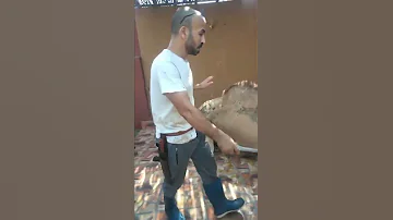 طريقه ذبح الجمل نحر 