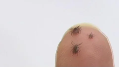 Tick season begins in West Michigan
