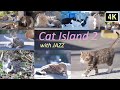 【猫×ジャズ 2】猫と子猫のための4K映像&音楽 2hr_ 癒しの猫島 田代島 野生のCat Island with JAZZ