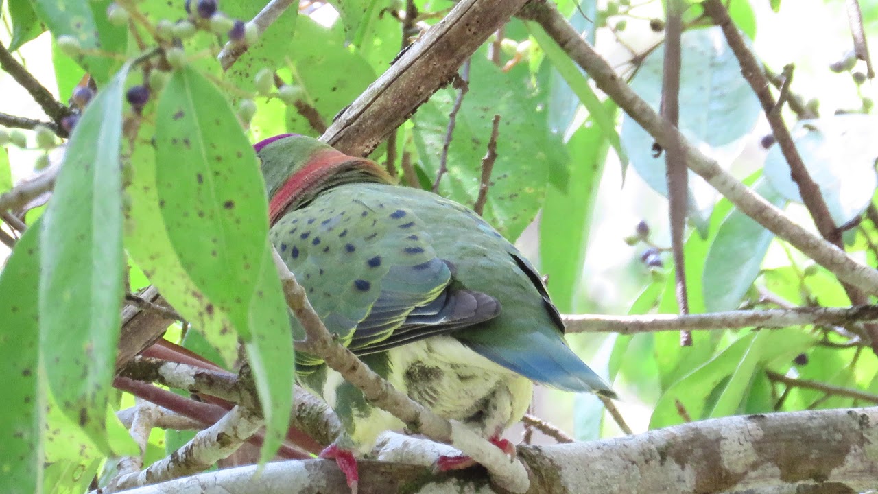 Superb Fruit-dove male, advertising call