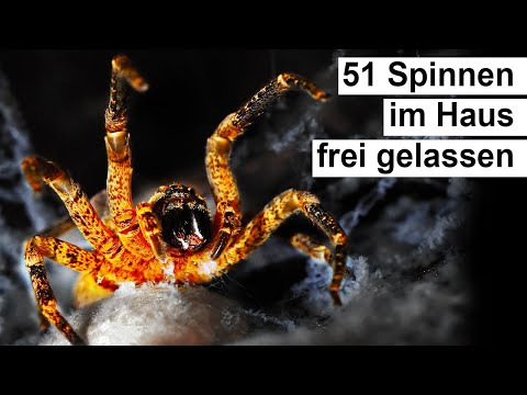 Video: Was sind die kleinen braunen Spinnen in meinem Haus?