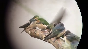 Voedertijd Boerenzwaluwen