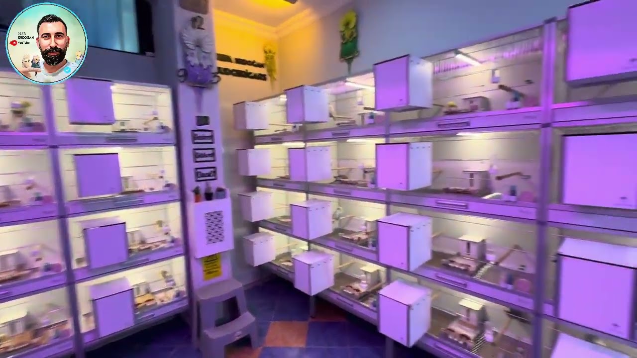 Show Jumbo Muhabbet Kuşlarımızı Eşledik | Fazlalık Olan Satılık Kuşlarımız 