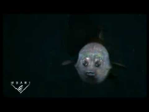 Poisson avec Tête Transparente - Sobhana Allah ! - YouTube