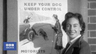 1957: Should Dog Leads be Mandatory in Cities? | Tonight | BBC Archive