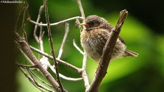 Eurasian Dunnock feeding chicks