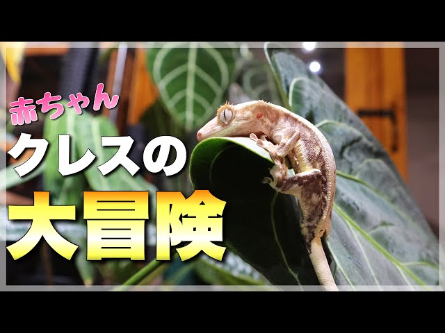 クレス　 爬虫類　ゲージ　状態良好です。 EQUAL＝イコール＝ on X: 