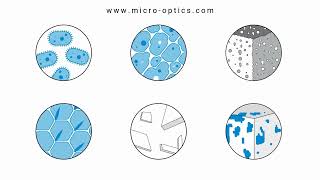 Celebrity Upgrade your microscope with ZEISS Net Worth