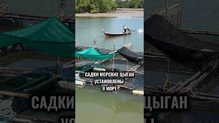 Садки морских цыган установлены в море! Чертежи садков на сайте: Садки-иваносетр.рф #иваносетр