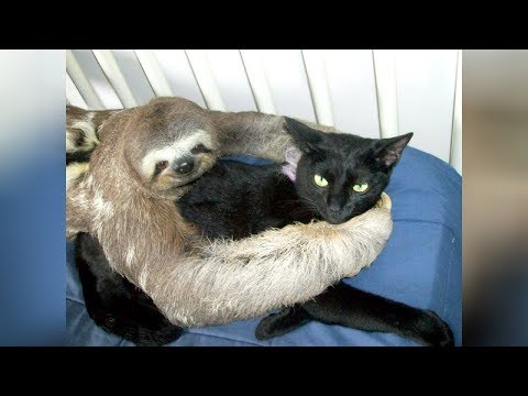 Super WEIRD & CUTE ANIMAL FRIENDSHIPS - I BET you will LAUGH FOR HOURS -  YouTube