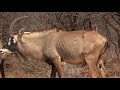 Motsomi safaris bow hunting roan hess