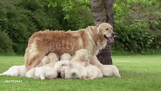 gettyimages 581752445 640 adpp