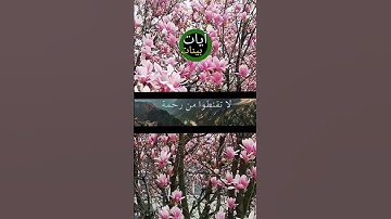 "قل يا عبادي الذين أسرفوا على أنفسهم لا تفنطوا من رحمة الله.." تلاوة هادئة تريح الأعصاب تلاوة خاشعة