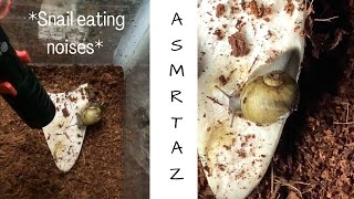Asmr My First Asmr Video Snail Eating Crunching Its Food Satisfying Sounds Land Snail