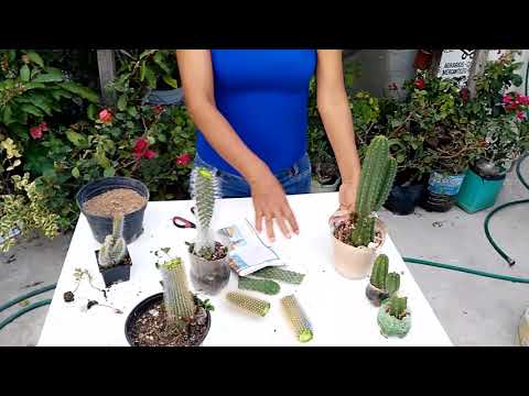 Video: Propagación De Cactus Por Esquejes Laterales Y Puntas